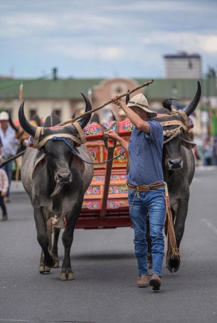 Desfile de boyeros